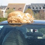 Cat asleep on a car