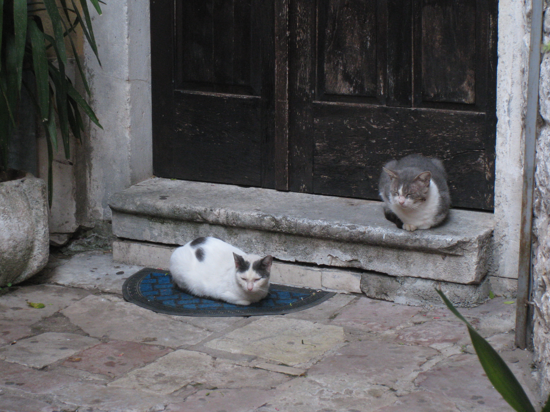 Kotor had cats roaming freely and a Cat Museum.