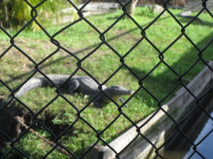 The animals on display had been rescued and as soon as they could they would be released. 