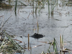 We saw several alligators. 