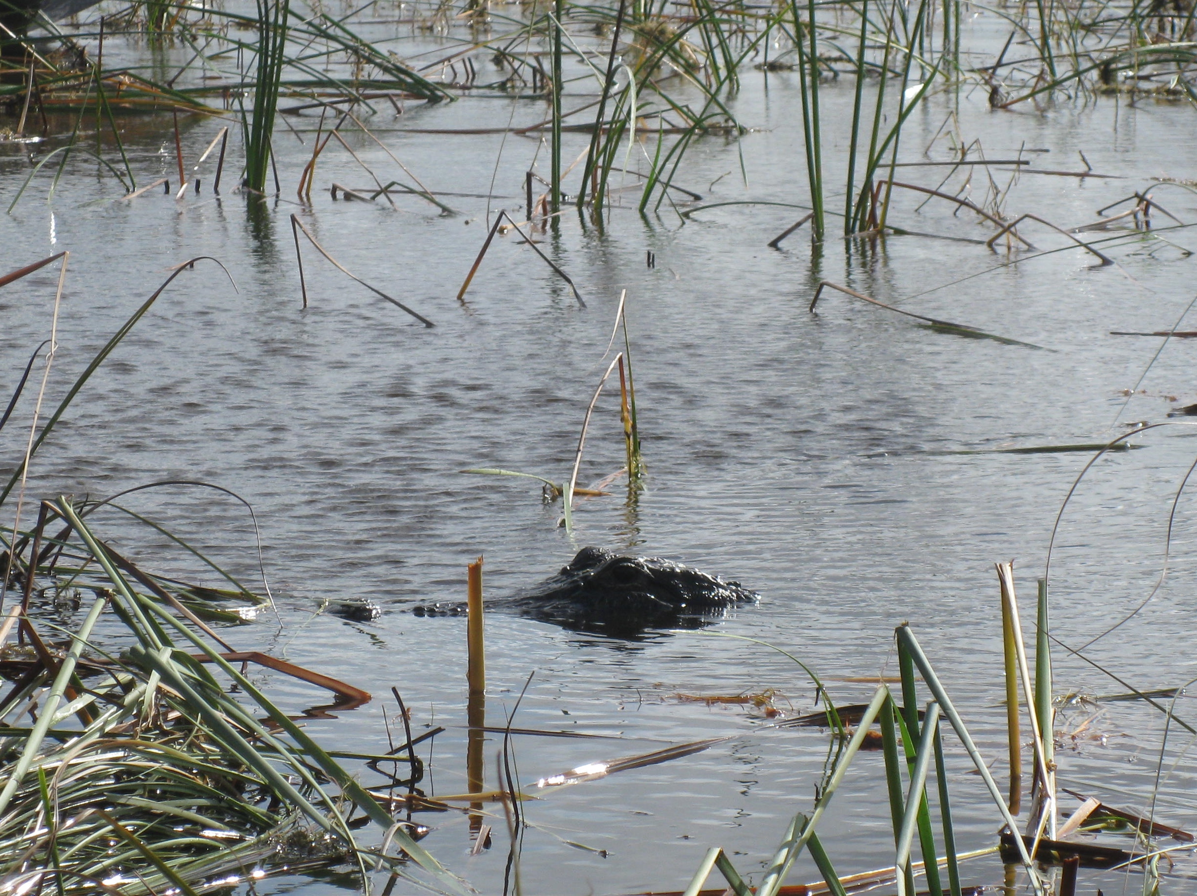 We saw several alligators.