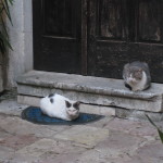Kotor had cats roaming freely and a Cat Museum.